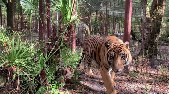 Tiger bites staff member at Tampa's Big Cat Rescue