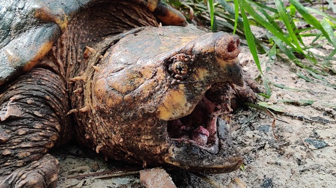 Florida researchers discover 100-pound alligator snapping turtle near Gainesville