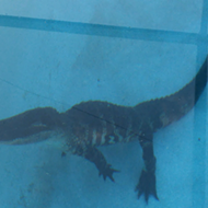 Here in Florida, you can pretty much always assume a gator is in your pool