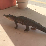 Just an alligator strolling through a strip mall in Flagler Beach