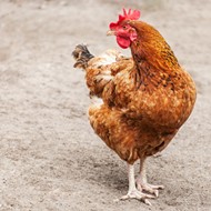 A Volusia County teen bit the head off a live chicken this past weekend