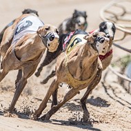 Greyhound racing ban heads to Florida voters