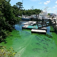 Erin Brockovich to Florida officials overseeing algae crisis: 'You cowards'