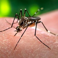 Florida adds 3 more Zika cases, bringing total up to 62 cases in 2018