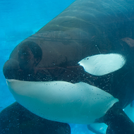 Animal advocates sue federal agency over necropsy reports for dead SeaWorld orcas