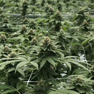 Change on the horizon for Florida's medical marijuana industry