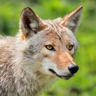 A man actually punted a rabid coyote in Kissimmee
