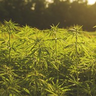 Florida's new cannabis chief sees potential in hemp