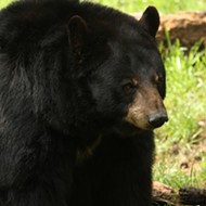 Florida is selling bear-hunting permits despite a lawsuit to block hunt