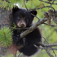 Bear-hunt protests scheduled in cities around Florida on Friday