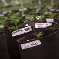 Florida approves Winter Garden nursery to grow medical marijuana