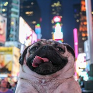 Doug the Pug, the most followed pug on the Internet, is coming to Orlando