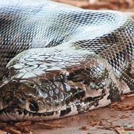 A Burmese python bigger than two Shaqs was captured near Miami