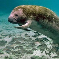 Wildlife officials holding public meeting on manatee reclassification this weekend