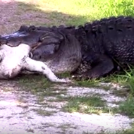 Watch this massive Florida gator eat a much smaller, weaker gator