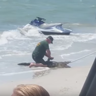 A very lost and confused alligator was caught on Fort Myers Beach last week