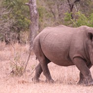 To prevent extinction, African rhinos could make their way to Florida