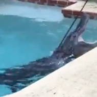 Here's how to remove a large angry alligator from your pool