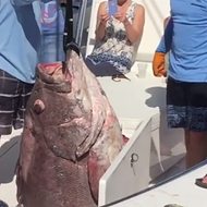 Watch these Florida fishermen hoist a 347-pound 'game changer' fish