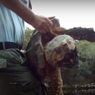 These terrifyingly huge snapping turtles exist, and the FWC doesn't want you to mess with them