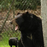 NRA wants Florida to continue, expand black bear hunt