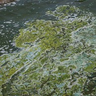 Scott declares state of emergency over algae blooms on Treasure Coast