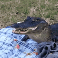 A South Florida man is fighting to keep his junk food-loving pet gator