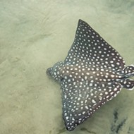 Look at these cute spotted eagle ray pups that were born at Discovery Cove