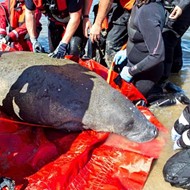 SeaWorld releases rescued pregnant manatee into Florida waters