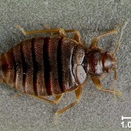 Tropical bed bugs are back in Florida after disappearing for 60 years