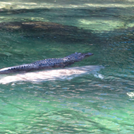 A Florida alligator 'rode' on the back of a manatee, resulting in the best photo of 2016