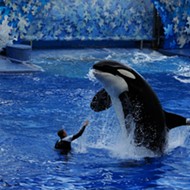 SeaWorld will open its first theme park without killer whales