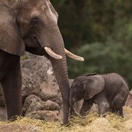 Baby elephant 'Stella' born at Disney's Animal Kingdom