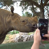 Guests at Busch Gardens Tampa Bay can feed sloths and pet rhinos in new 'Encounter' tours