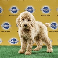 Orlando rescue puppies to play in Animal Planet's Puppy Bowl XIII
