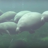 For the love of god stop killing Florida's manatees