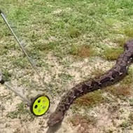 Florida man has high hopes that his 20-foot-long python will break world records