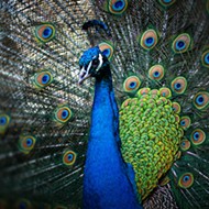 Conway residents say a thief is stealing their neighborhood peacocks