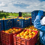 For lots of reasons, Florida's citrus industry says it's 'pretty close to a cliff'