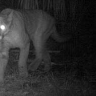 Another female Florida panther has crossed the Caloosahatchee River, a huge milestone