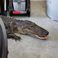Florida resident discovers 7-foot alligator in garage