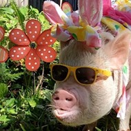 A Florida pig named 'Duck' is trying to become the next Cadbury Bunny