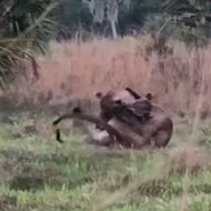 Florida panthers filmed fighting in the wild for the first time ever