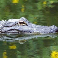 Florida man bitten in the face by an alligator while looking for his Frisbee, say police