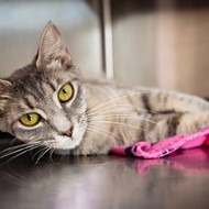 A stray kitty who likes playing with toys is waiting for you at the Orange County animal shelter