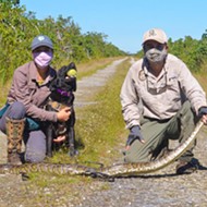 Florida's new python-sniffing dog Truman bags 8-foot python, is confirmed to be a good boy