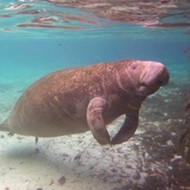 Reward for information about person who scraped "Trump" into manatee upped to $8,000