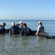 Media darling Clearwater Marine Aquarium to star in new whale rescue documentary