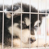 Orange County Commission votes to ban retail sale of puppies, kittens and rabbits