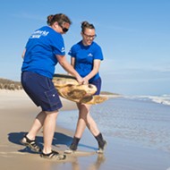 SeaWorld Orlando returns four rehabilitated sea turtles to the wild